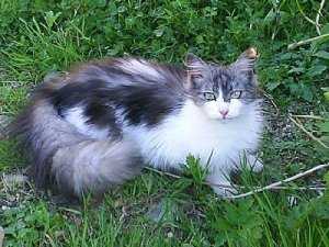 Pebbles