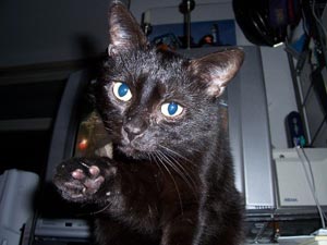 Maya