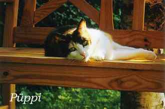 P�ppi
