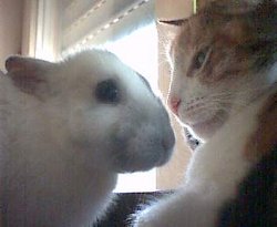 Bino und Pussy cat