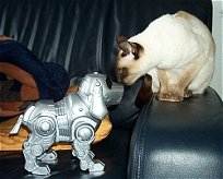 Romy mit Robodog
