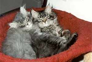 Ronja und Charlie