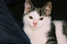 Ruby, der Kater