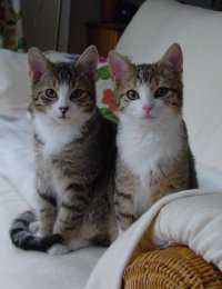 Sascha und Mischa