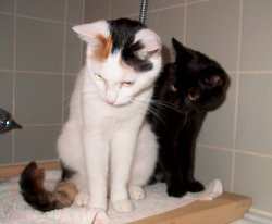 Salem und Scully