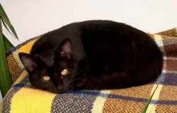 Salem