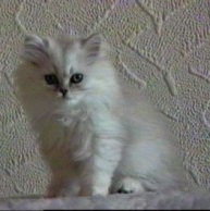 Sammy