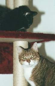 Isis und Sammy