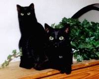 Sammy und Hexle