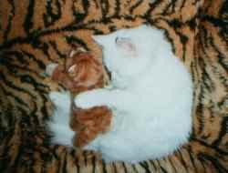 Sammy mit Kinderersatz