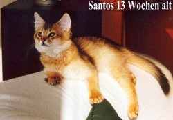 Santos auf dem Sofa l�mmelnd