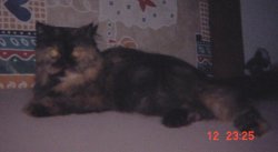 Shallina