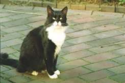 Sir Pussy