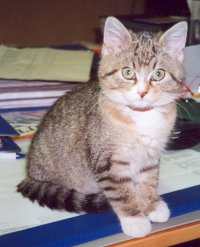 Sissi