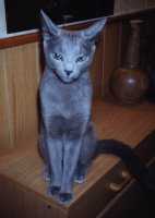 Ist Talie nicht eine h�bsche Katzenstatue