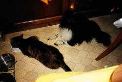 Tiger und Sheela