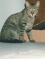 Tigerle