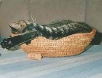 Tigerle im Obstkorb