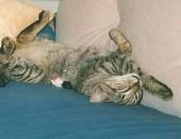 Tigerle beim Tr�umen