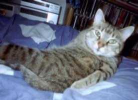 Tinka