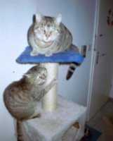 Tinka und Milli