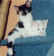 Tom und Polly