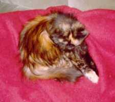 Tootsie