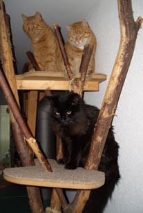 Das Trio