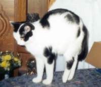 Trixi