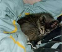Chipsy im Bettchen