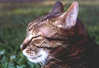 Willi