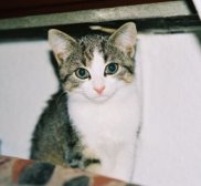 Xena, die Katze