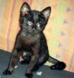 Mein Name ist TIMMY und ich suche dringend ein Zuhause
